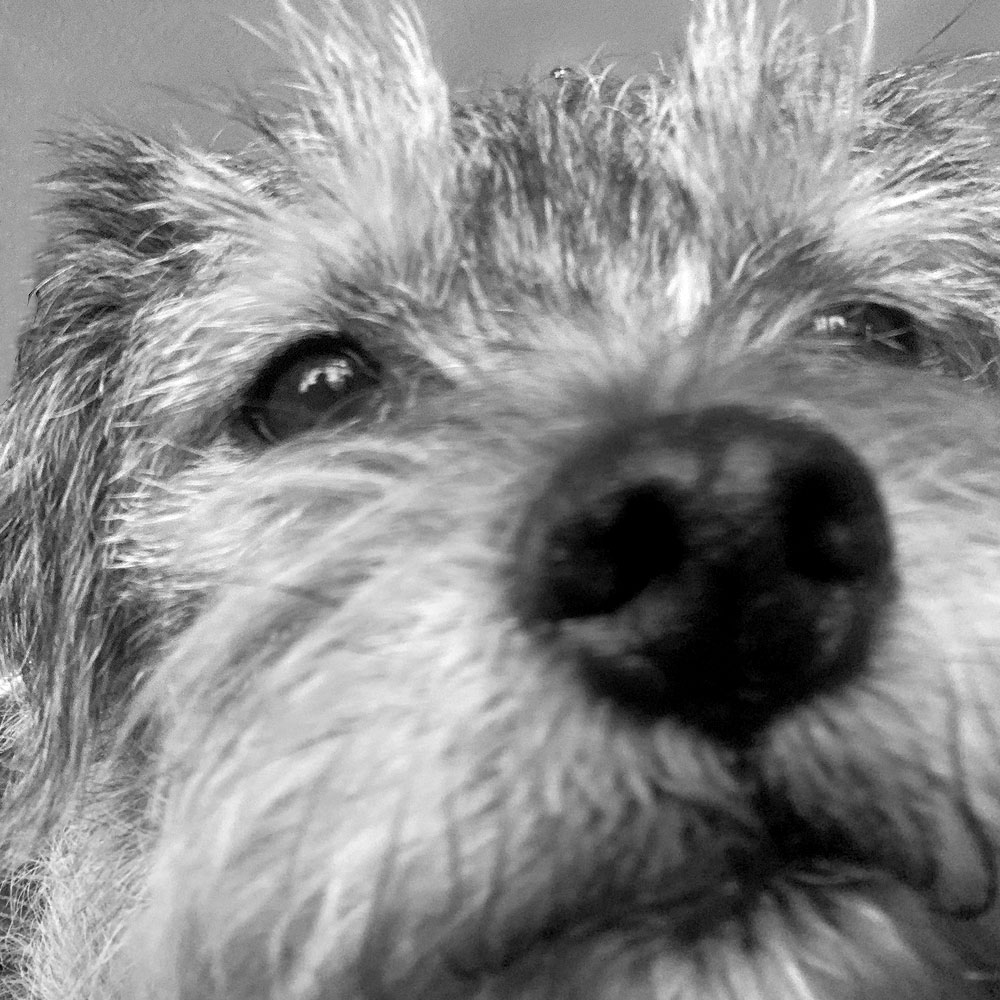 Dog Sasha looking into the camera Dog Sasha looking into the camera